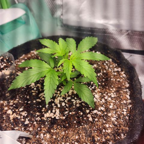 Lilitsan growlog timeline photo