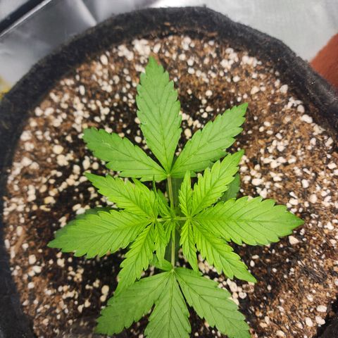Lilitsan growlog timeline photo