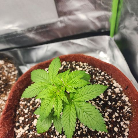 Xandele growlog timeline photo