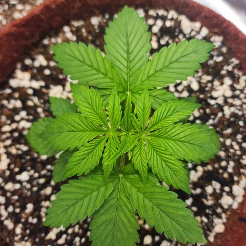 Xandele growlog timeline photo