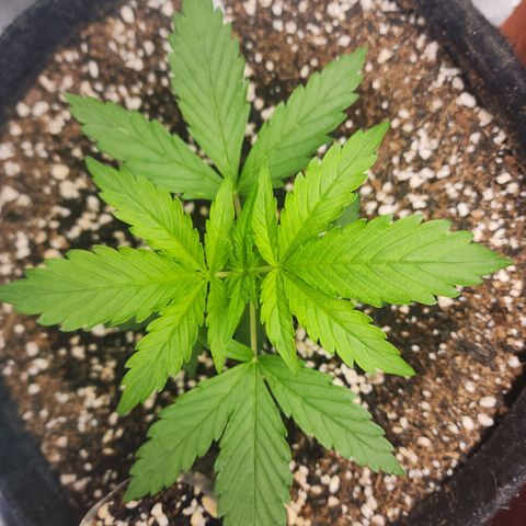 Lilitsan growlog timeline photo