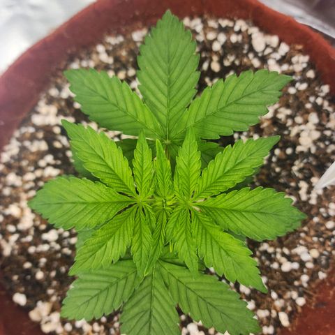 Xandele growlog timeline photo