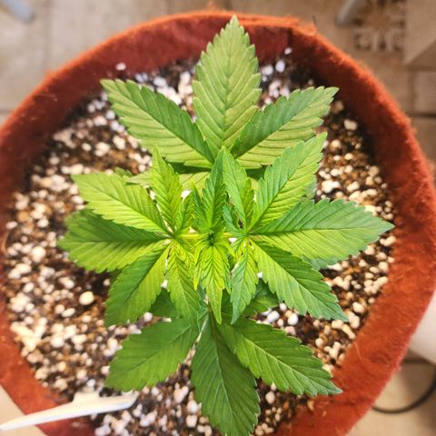 Xandele growlog timeline photo