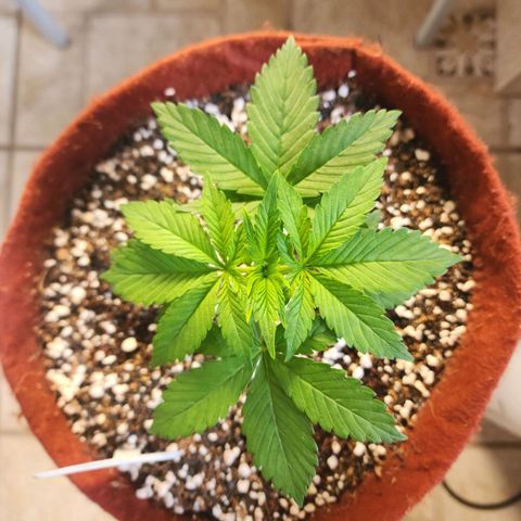 Xandele growlog timeline photo