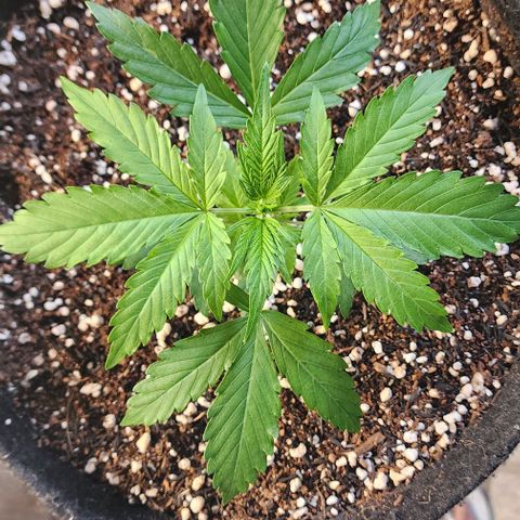 Lilitsan growlog timeline photo