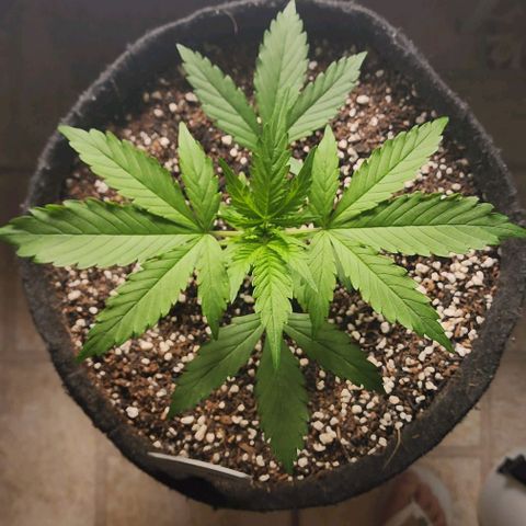 Lilitsan growlog timeline photo