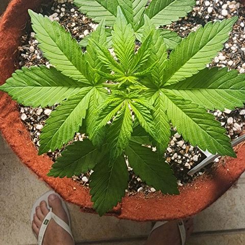 Xandele growlog timeline photo
