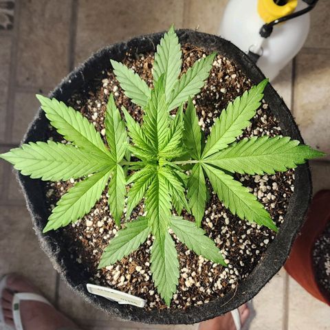 Lilitsan growlog timeline photo