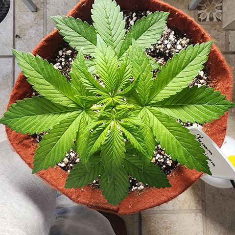Xandele growlog timeline photo