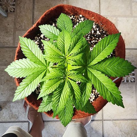 Xandele growlog timeline photo