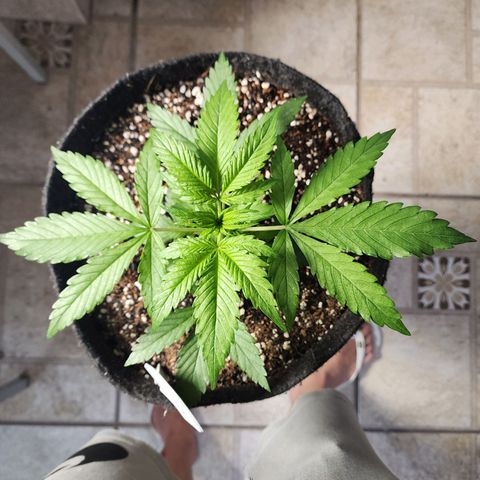 Lilitsan growlog timeline photo