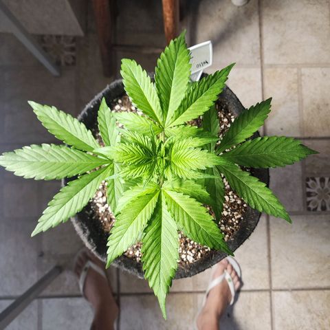 Lilitsan growlog timeline photo