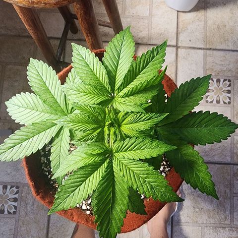Xandele growlog timeline photo