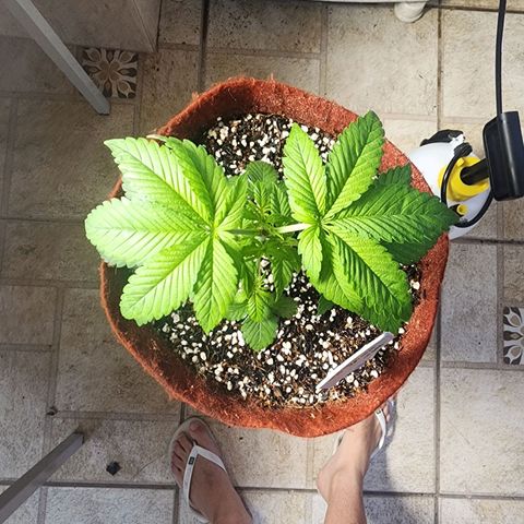 Xandele growlog timeline photo