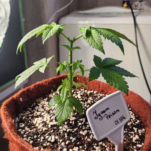 Xandele growlog timeline photo