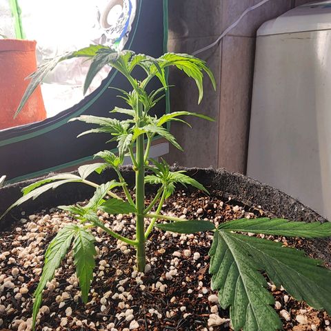 Lilitsan growlog timeline photo