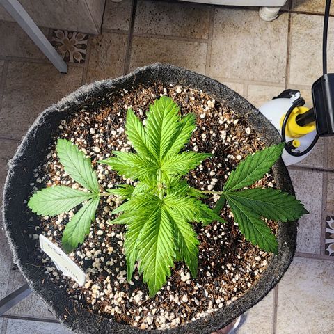 Lilitsan growlog timeline photo