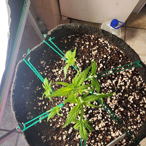 Lilitsan growlog timeline photo