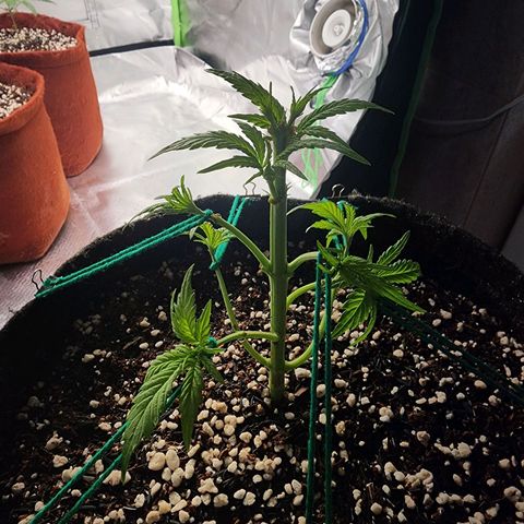 Lilitsan growlog timeline photo
