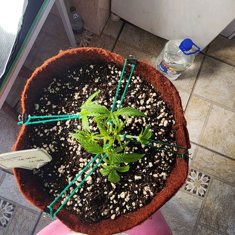 Xandele growlog timeline photo