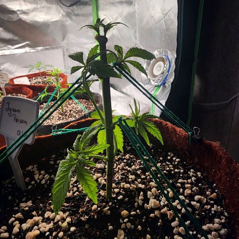 Xandele growlog timeline photo