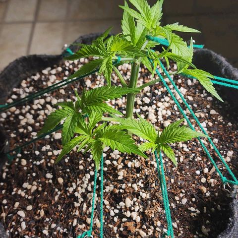Lilitsan growlog timeline photo
