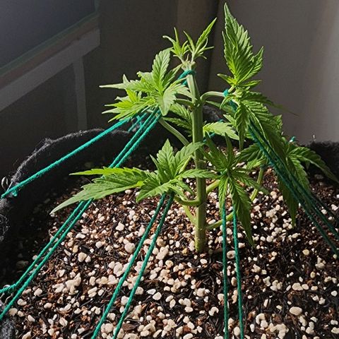 Lilitsan growlog timeline photo