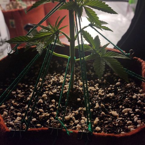 Xandele growlog timeline photo