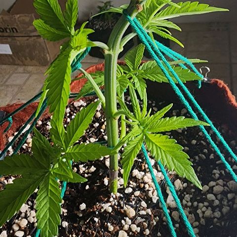 Xandele growlog timeline photo