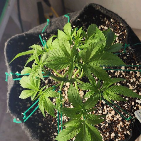 Lilitsan growlog timeline photo