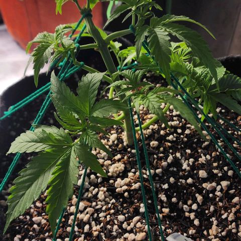 Lilitsan growlog timeline photo