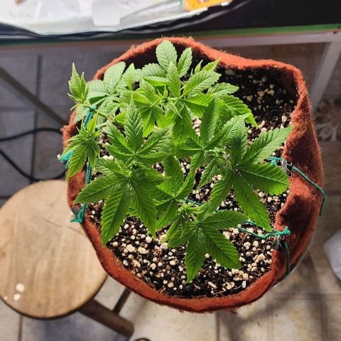 Xandele growlog timeline photo