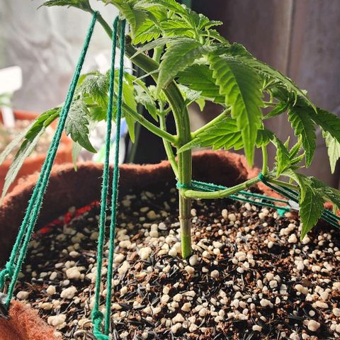 Xandele growlog timeline photo