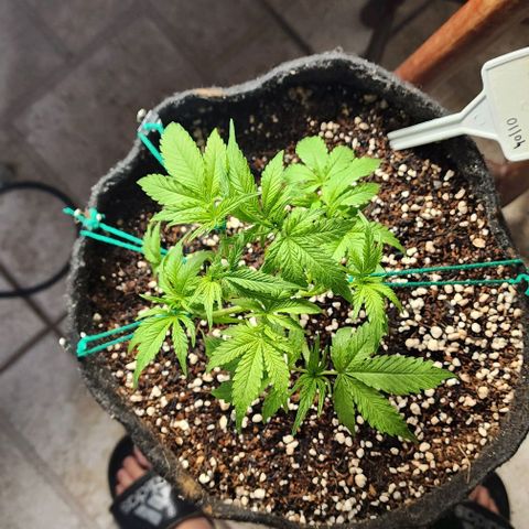 Lilitsan growlog timeline photo