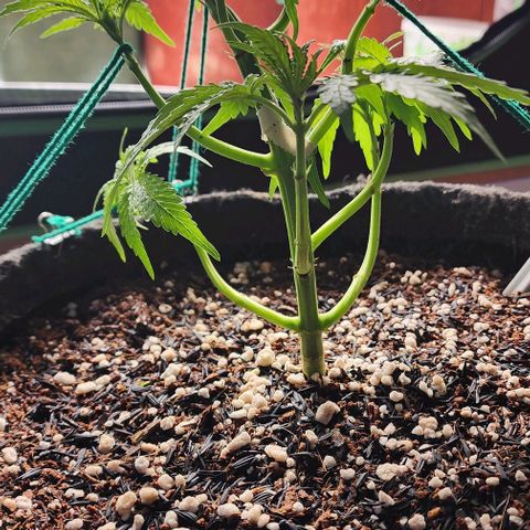 Lilitsan growlog timeline photo
