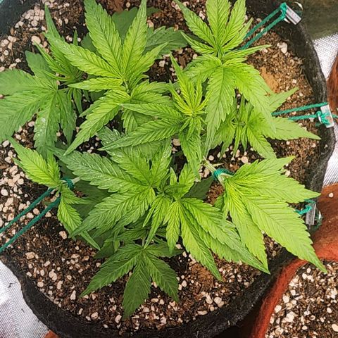 Lilitsan growlog timeline photo