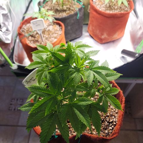 Xandele growlog timeline photo