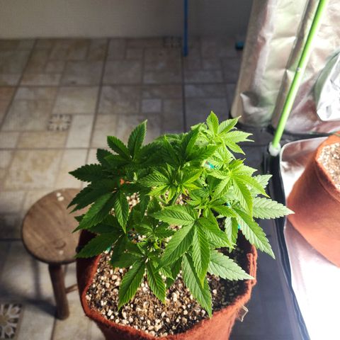 Xandele growlog timeline photo