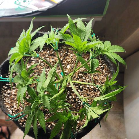 Lilitsan growlog timeline photo