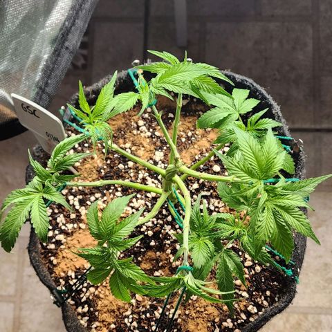 Lilitsan growlog timeline photo