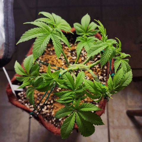 Xandele growlog timeline photo