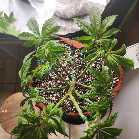 Xandele growlog timeline photo