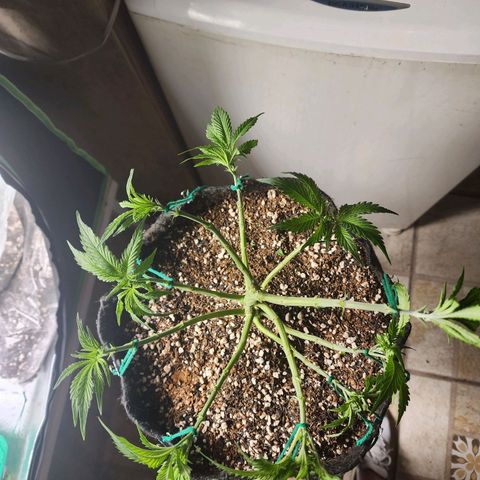 Lilitsan growlog timeline photo
