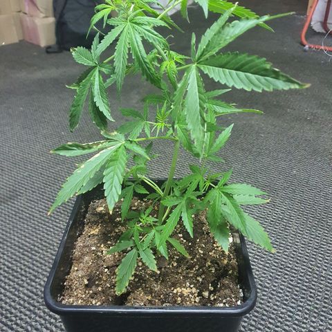Cream Mandarine XL Auto growlog timeline photo