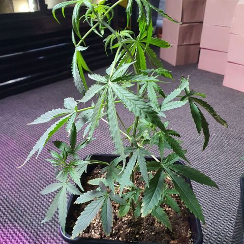 Cream Mandarine XL Auto growlog timeline photo