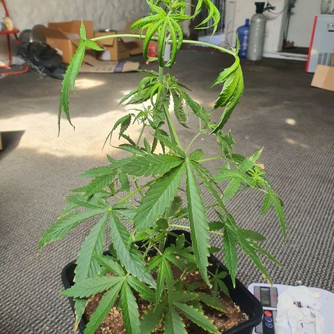 Cream Mandarine XL Auto growlog timeline photo