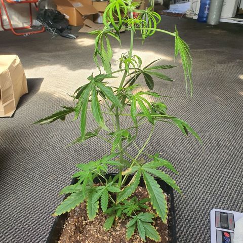 Cream Mandarine XL Auto growlog timeline photo