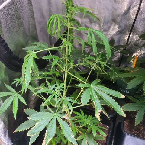 Cream Mandarine XL Auto growlog timeline photo