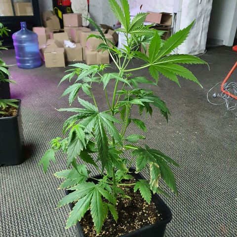 Cream Mandarine XL Auto growlog timeline photo