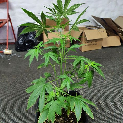 Cream Mandarine XL Auto growlog timeline photo